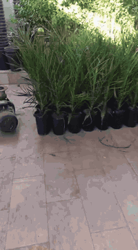 فسائل نسيجية • عمر سنتين • مشتل الطايف كربلاء