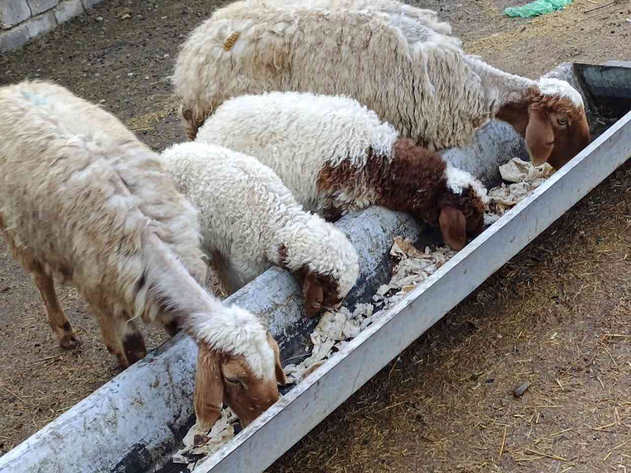 يوجد مطافيل ثنين مالات جنيه شرط نصاحه وين لي ريد جنيه 🔥فول سعر 700 الف لزوج المكان بيجي حي العصري رقم الهاتف ***********
***********
