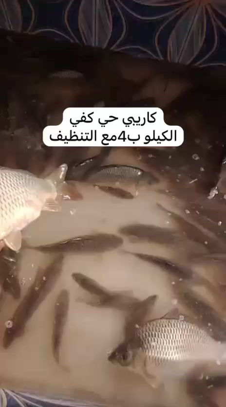 متوفر سمك جديد هسه وصلني مكاني تكريت
توجد خدمة توصيل ***********
