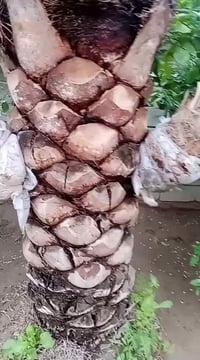 فسائل طه أفندي • بعقوبه الوقف • ٤ فسائل