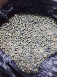 بذور بانيه • درجة أولى • بابل سياحي