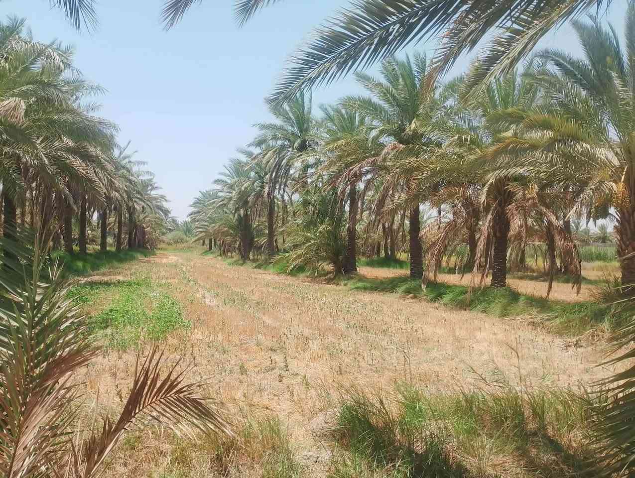 السلام عليكم ارض زراعية للبيع 3 دونم ونص صالحه للزراعة وللسكن متوفير بيها مي رساله وكهرباء وتبليط ذابين سبيس مخطط وكامل عليها موقعها المحاويل بين ابو سديره ومنطقة دويليبة طريق يؤدي الى حي ابو سديره وطريق يودي على منطقة دويليبة....
***********
***********
