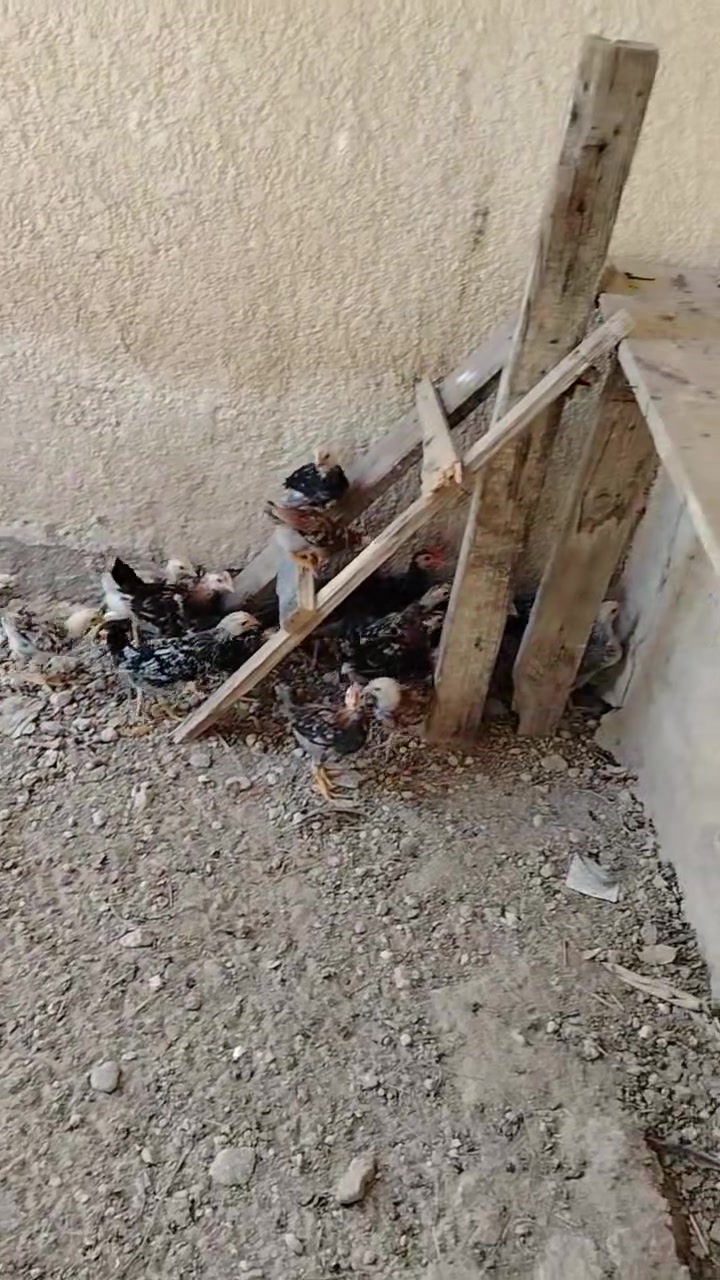 سلام عليكم متاح هذه الحلال الامايات مطوك كريمي كويتي الزوج ب 10 الف المكان طويريج الرجيبه اللاتصال *********** واتساب
