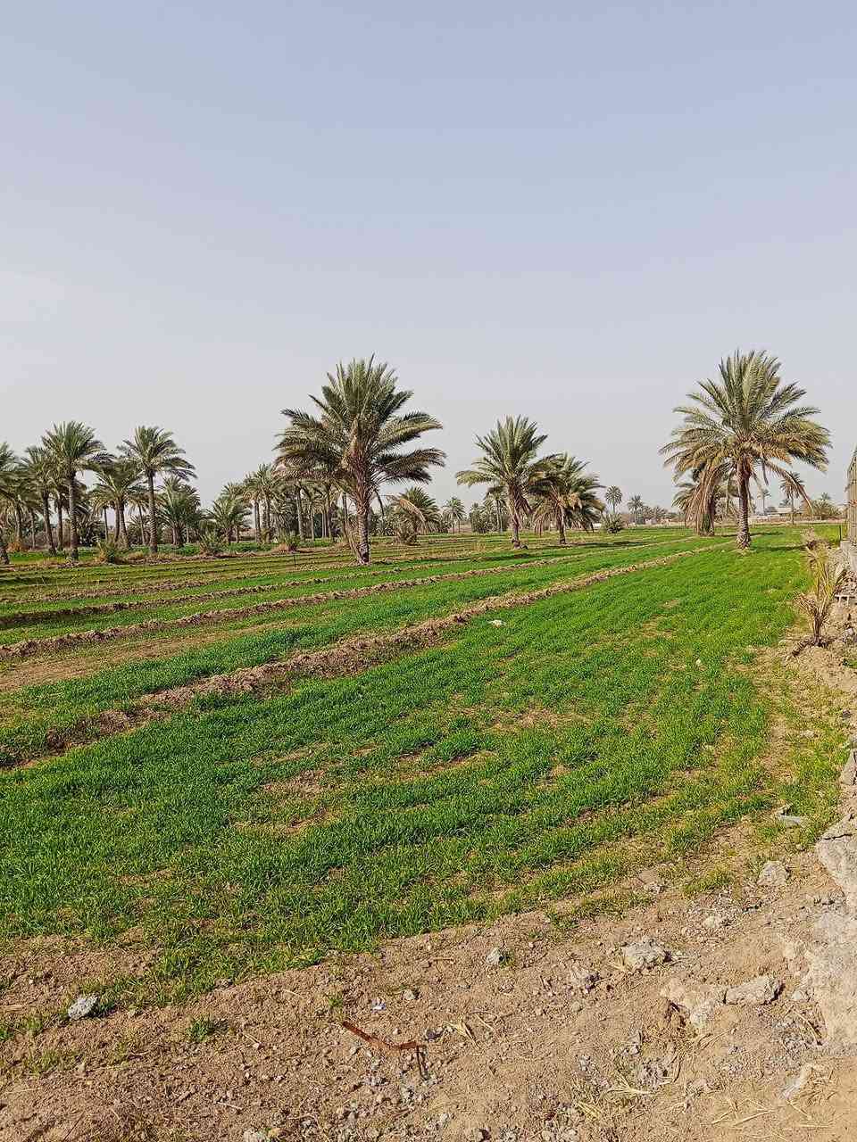 دونم البيع في ابو غريب منطقة البعامر  خدمات كهرب ماء شرب ومدارس ومستشفى يبعد 5 دقائق  رقم الهاتف ***********
