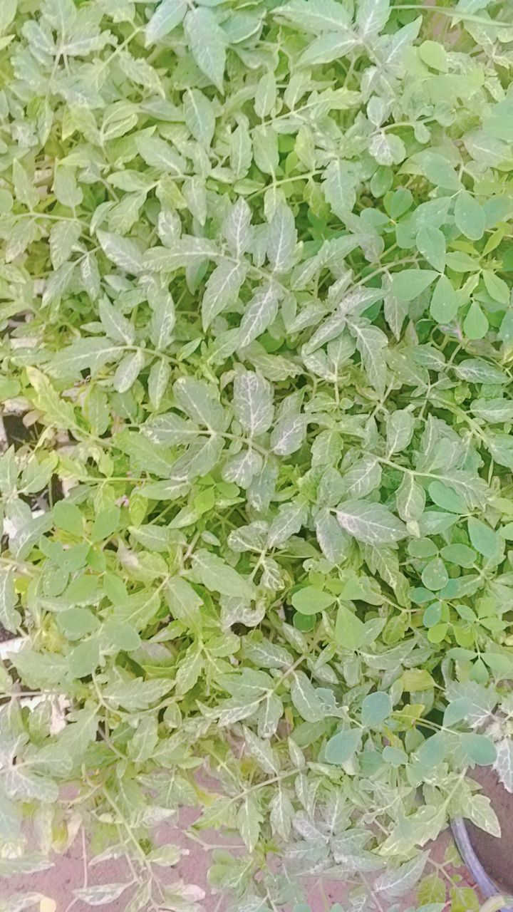 يتوفر دايات فلفل حار بارد 
طماطه
باذنجان 
عنوانه كوفه شارع عبد العال خلف مديريه الماء مال كوفه يوجد توصيل كوفه ونجف فقط ***********
