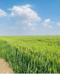 توجد ارض زراعيه  دونم سند ٢٥  ٢ دونم سند ٢٥  ٥ دوانم سند ٢٥  ١٠ دوانم ...