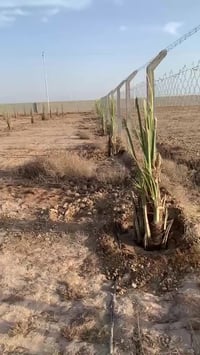 نهر براهيم • ٣ دونم • طابو سند