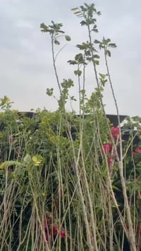 مشتل لونا • قضاء الهوير • قرب محطة تعبئة