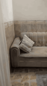 ديوان للبيع ١٠ نفرات سعرة ١٠٠ الشراي يتصل على هذا الرقم‏‪***********‬‏ بي واتس
