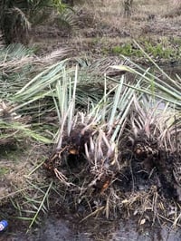 فسائل زهدي للبيع درجه اولى احجام وسط ودبة غاز مشلوع وكامل شكد متريد اج...