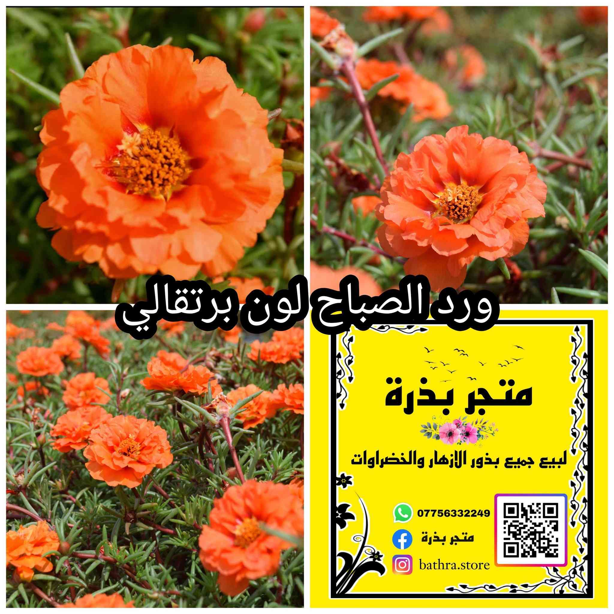 السلام عليكم ✋
متوفر مغلفات بذور منها موسمية ودائمية البذور تاريخ انتاجها ٢٠٢٥-٢٠٢٤ وتاريخ انتهاء ٢٠٢٨-٢٠٢٧ 

🌱🌱متاح ايضا بذور خضراوات🌱🌱

♦سعر المغلف المفرد ١٥٠٠ دينار ♦

✅ العروض المتاحة✅

1- سعر ١٢ مغلف ب ٢٠ الف مع التوصيل 

2- سعر ١٥ مغلف ب ٢٥ الف مع التوصيل 

3- سعر ٢٠ مغلف ب ٣٠ الف  مع التوصيل 

توصيل جميع المحافظات ٥٠٠٠

للتواصل مراسلة الصفحة او التوصل على الواتس اب على الرقم ***********
