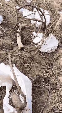 هروش عنب. المحاجير درجه اول
اسود واصفر
سعر الهرش 5 الاف 
رقم الهاتف ***********
