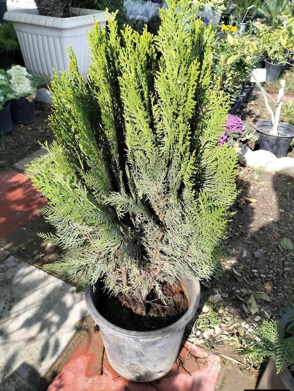 وجبه جديده وصلت من النباتات الخارجيه الجميله 
لطلب والاستفسار مراسلة الصفحه يوجود خدمة توصيل خانقين جلولاء سعديه


**إذا كنت صاحب هذا الإعلان وتريد حذفه لأي سبب، رجاءا أرسل رسالة إلى الدعم الفني**