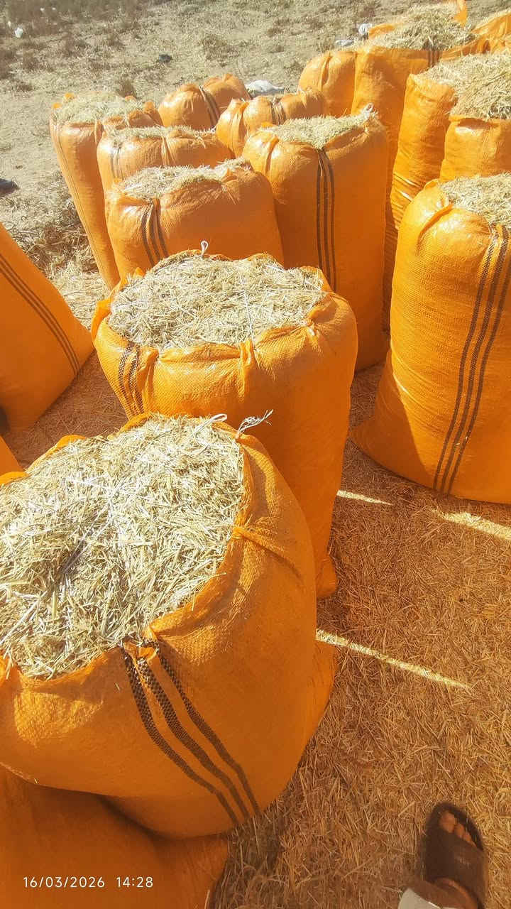 السلام عليكم ورحمه الله وبركاته تبن حنطه مطحون درجه اولى نضيف ابيض وناعم القياس 80*110 
للاستفسار الاتصال على الرقم التالي ***********
