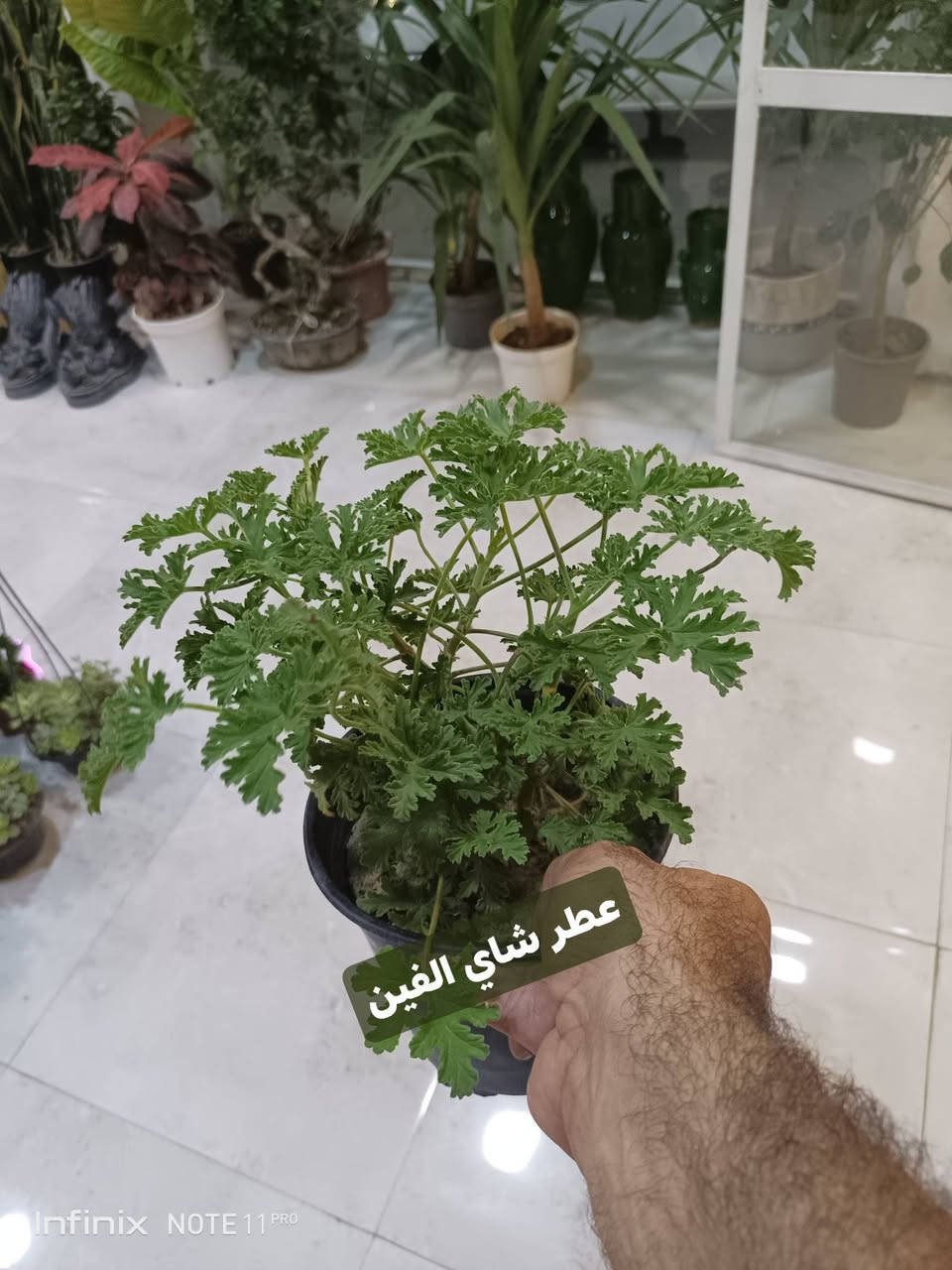 وجبة جديدة من النباتات الخارجية...الانبار الرمادي العزيزية مكان الجديد...من جهة شارع العام  شارع ميسلون خلف مجمع برج المسك اول فرع على اليمين *********** ... يوجد توصيل داخل الرمادي...
