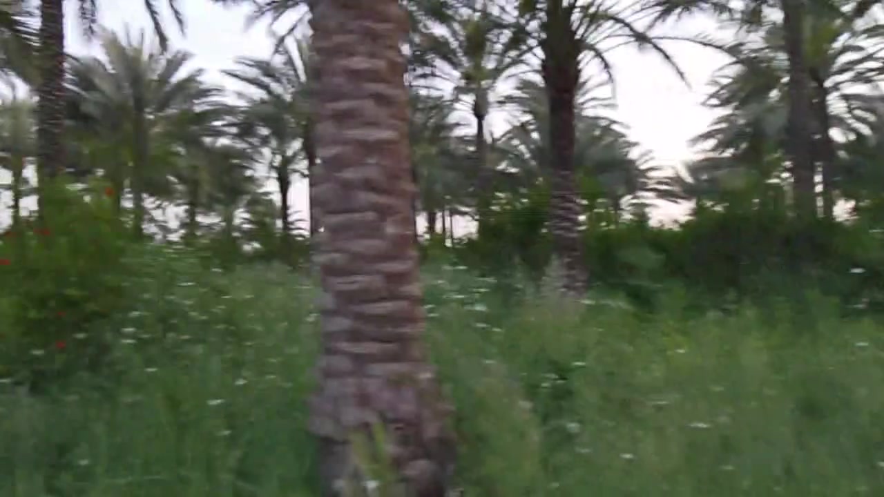 السلام عليكم بستان للبيع 9 ونص دونم طابو زراعي سند 25 ديالى منصوريه الجبل قرب صدور السياحي منطقه سياحيه كلش بستان مخدوم خير من الله تسقى سيح ماطور قطاس مسيجه مخدومه بيها قاعه دواجن مع 2 بيت واحد جاهز والثاني قيد الانشاء أي استفسار ع الرقم اتصل ***********
