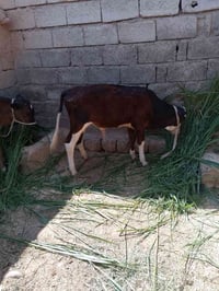 ٣ أصليات • للبيع • أبيع واحد