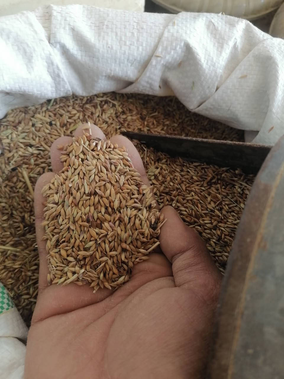 السلام عليكم ورحمةالله تعالى

متوفر @شعير صيفي

جمله ومفرد

مكتب الصوافي للخدمات الزراعية والبذور

مقابل اقمشه رزان ومطحنه وميزان الخيرات

***********
