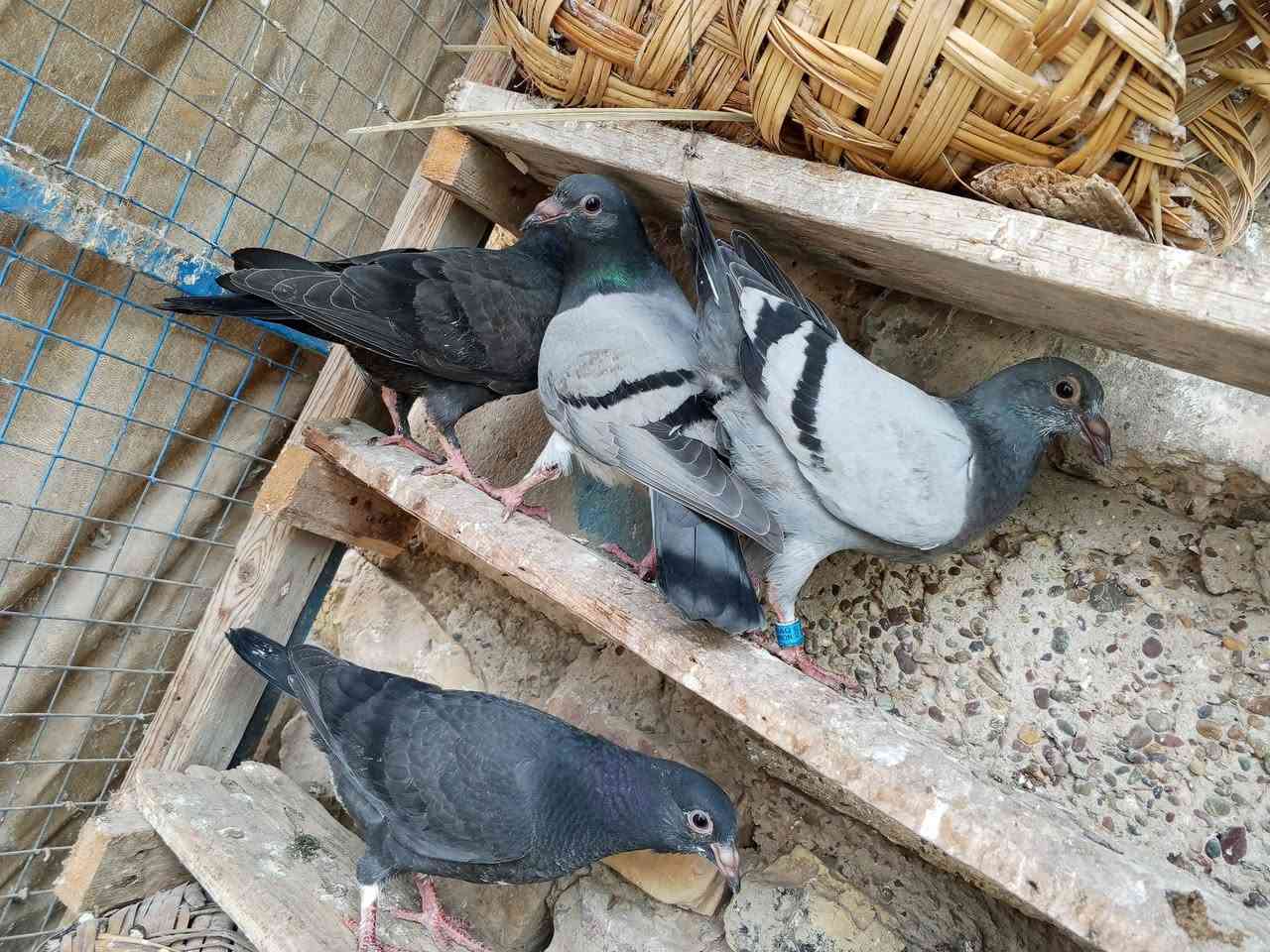 متاح زواجل بعدهن طينه زوج سود زوج طويرنيات الي يريدهن بخدمته هاذ رقمي ***********
