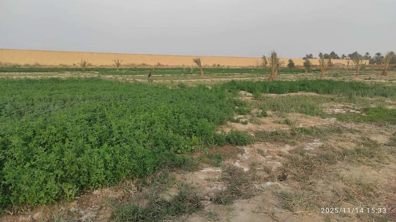 دونمين البيع في الدغارةمرمض  ***********
