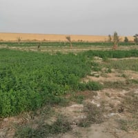 الدغارة مرمض • ٥٠٠٠م • أرض