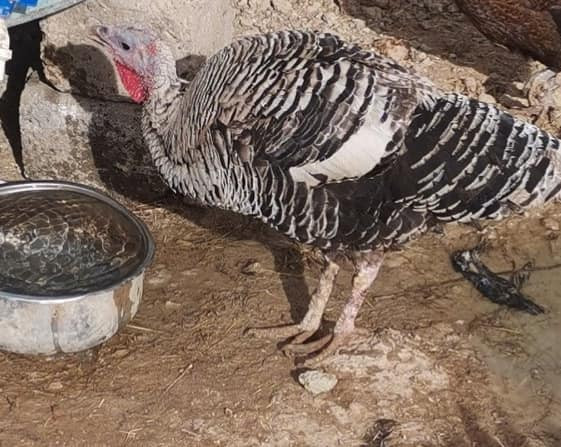 متاح فراريج فسيفس وحده جواها 14 بيضه عرب
وحده جاي تبيض وراها 5بي فسيفس ***********
