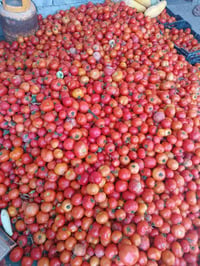 طماطه برية • باميه مقدفة • يم سيطره 14