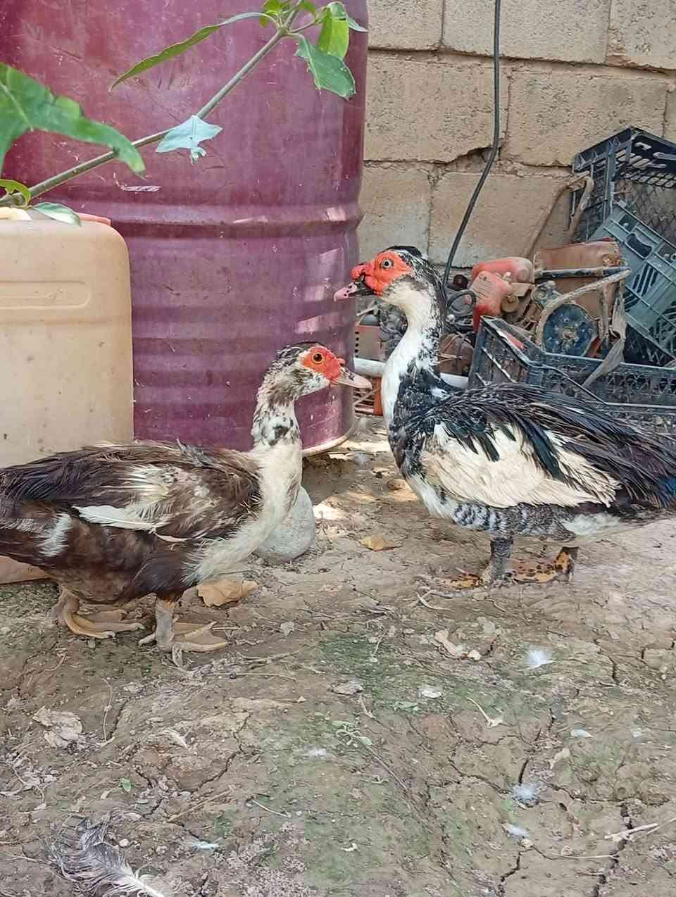 بط مصري نثية وفحل  ثنينهن ب 30 التواصل على الخاص


**إذا كنت صاحب هذا الإعلان وتريد حذفه لأي سبب، رجاءا أرسل رسالة إلى الدعم الفني**