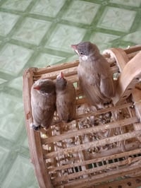 بلابل زغار • نضافه فول • ديوانية
