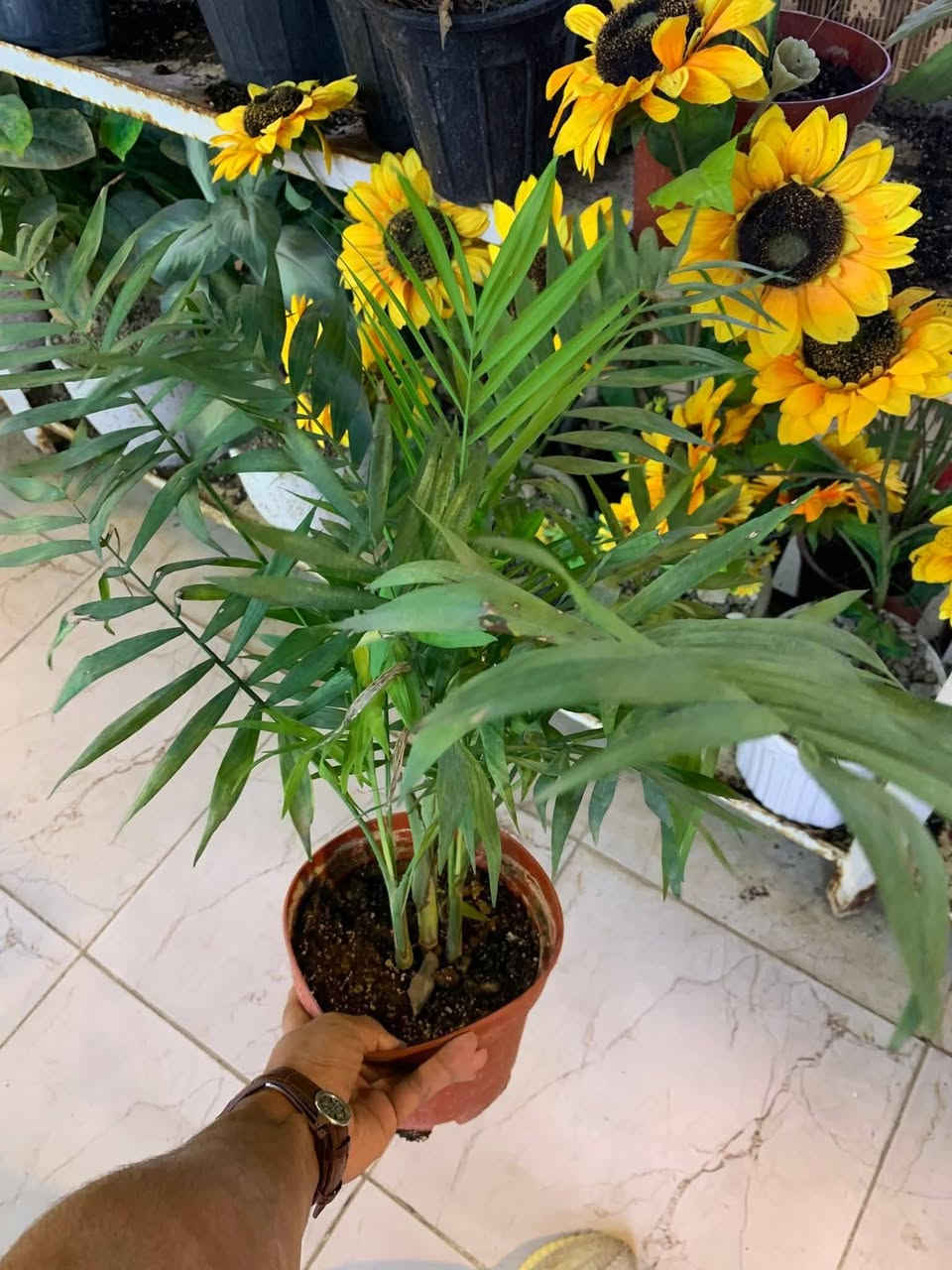 مشتل الشارودي
يتوفر لدينا جميع النباتات داخلية 
واسعار كلش مناسبه 
يتوفر لدينا خدمه توصيل 
للاستفسار ***********
