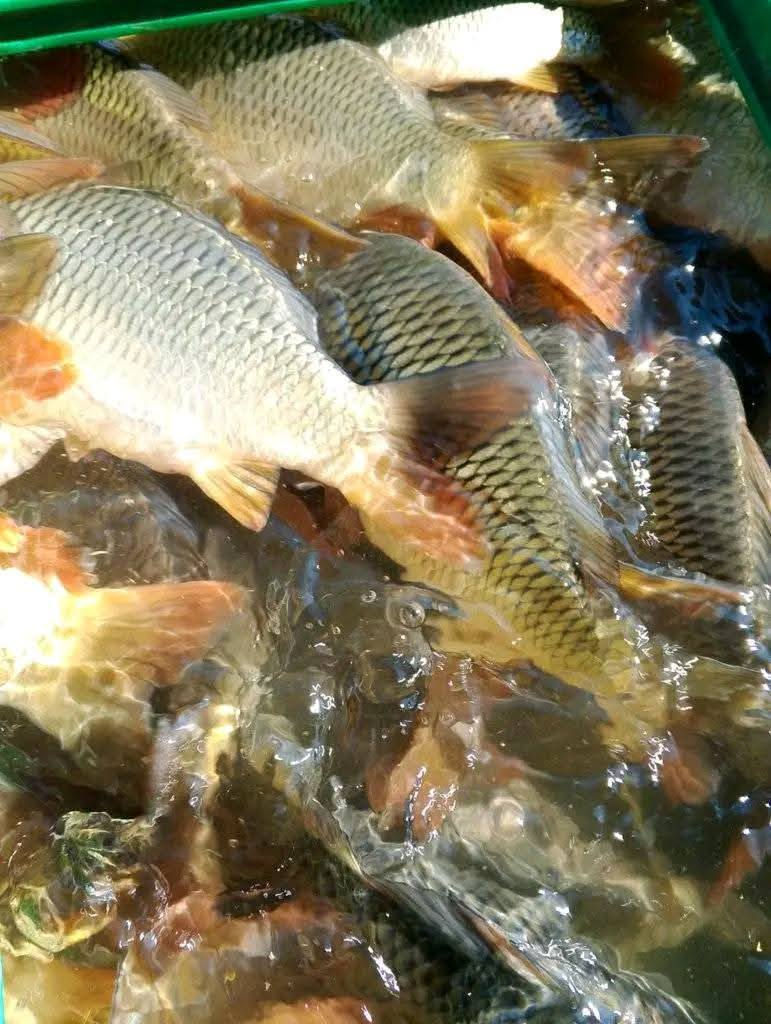 📢 لا تحتار بعد اليوم! سمك طازج يومياً 🐟
دجاج مختار بعناية 🍗الجودة عنوانا 
سمك يلبط  كيلو 5500الاف
سمك مسكوف كيلو8000

دجاج درجةاولى يخبل حي كيلو3500
دجاج شوي نمبر وان من ذبح للشوي 10الاف
توصيل بسمايه الف 
واتساب ***********
