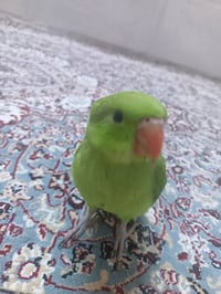 ببغاء دره هندي للبيع اللون اخضر صغير مفطوم صار اله اسبوع للتواصل 07735...