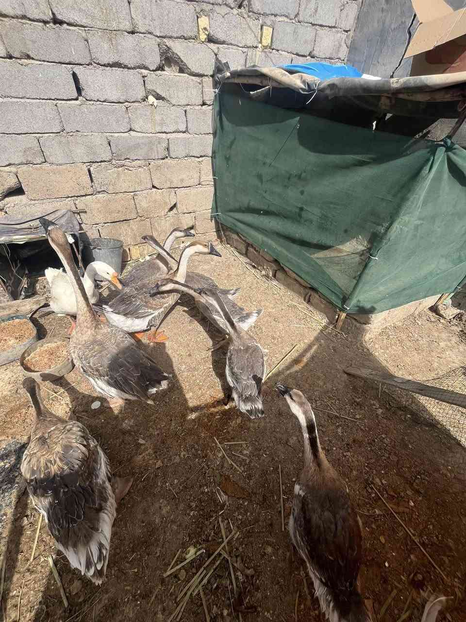 متاح نثايه ثنين وحده بياضه كوبرا و ٥ مخاليف  العدد( ٧ )السعر  ١٥٠.         فقاسه فول وتماتيك تشيل ٢٣٠ بيضه.  سعر الفقاسه ١٧٥.  المكان قضاء #الجبايش. ***********
