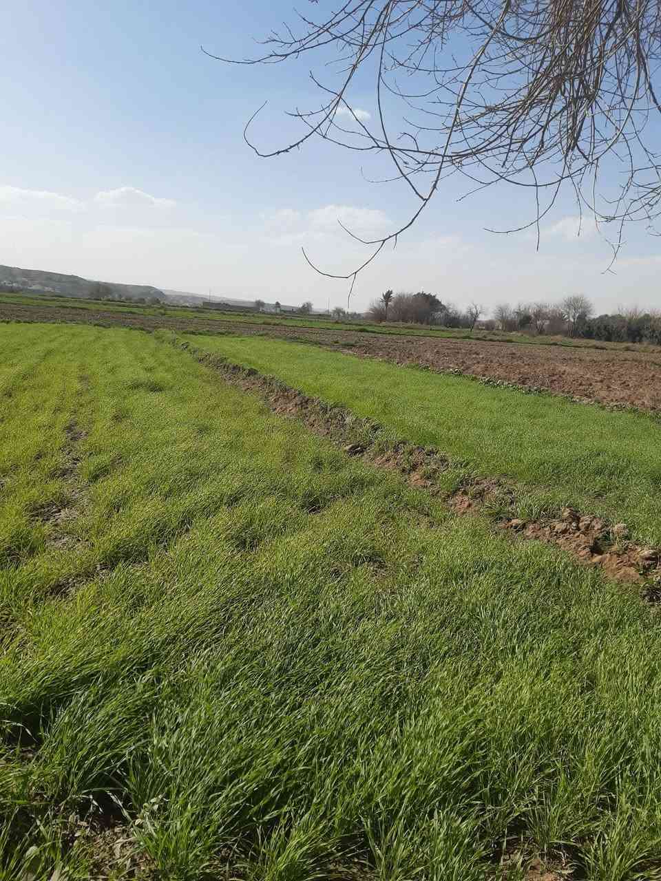 السلام عليكم
يوجد حشيش هدة شعير للبيع السعر عالمراهم 
***********
