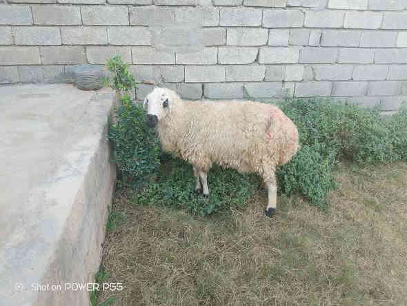 يوجد ورجينه للبيع شرط النصاحة المكان بيجي حي العصري رقم الهاتف ***********
***********
