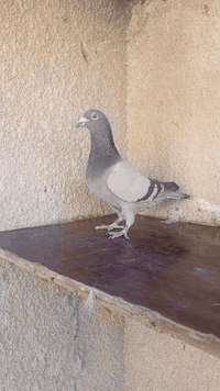 السلام عليكم متاح زوج فحله قلمين روابطهن 2023
فحله خشنات ومرتبات واضحات بل تصوير مكاني بغداد حي ؤر ام الكبر والغزلان وهذا رقمي ***********
