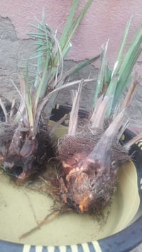 فسائل نخل • شوثي اصفر • سوق الشيوخ