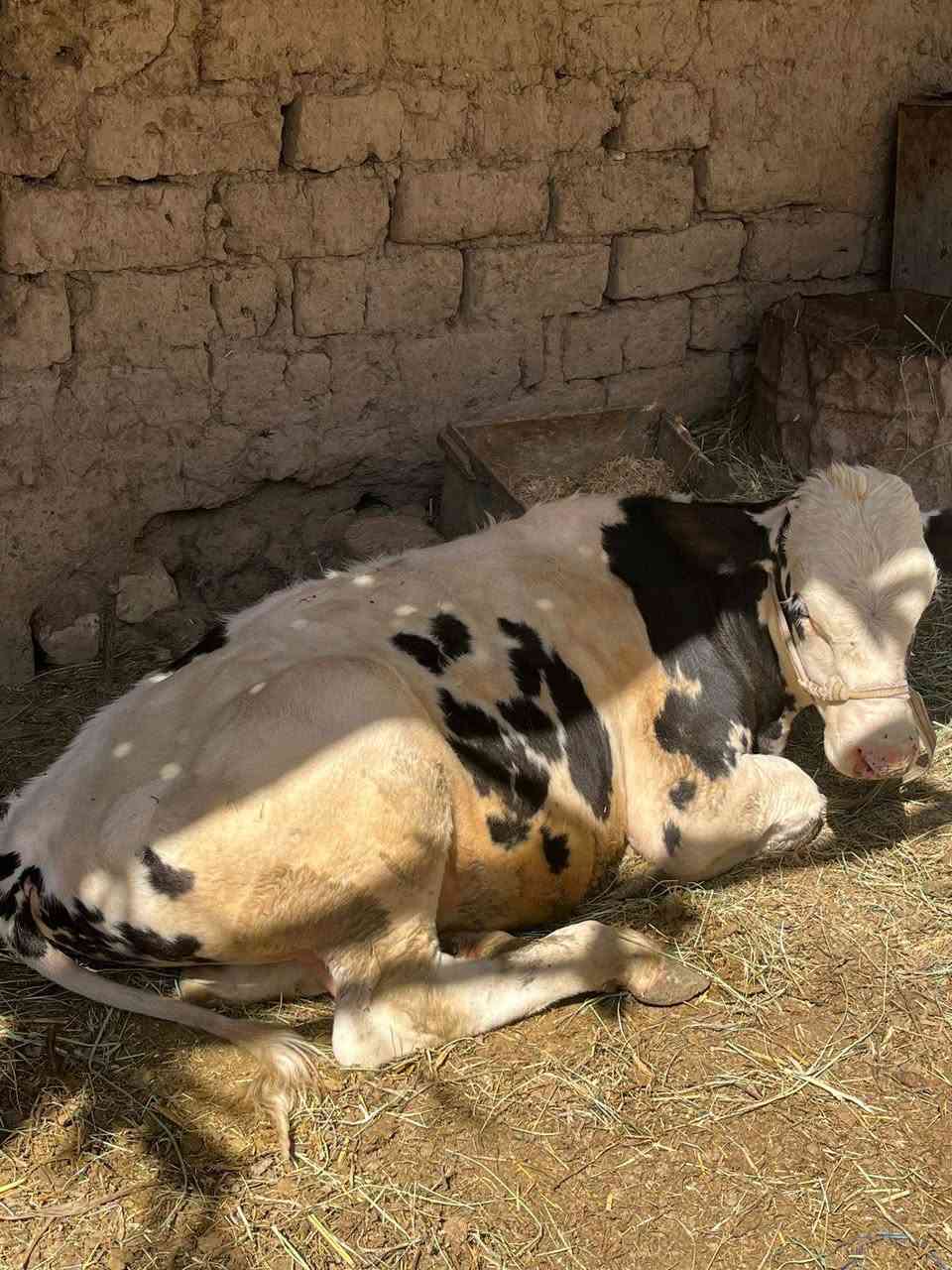 عجل للبيع
العمر سته أشهر
من ام فريزن
تلقيح صناعي سمنتل
للاستفسار الاتصال على الرقم ***********
