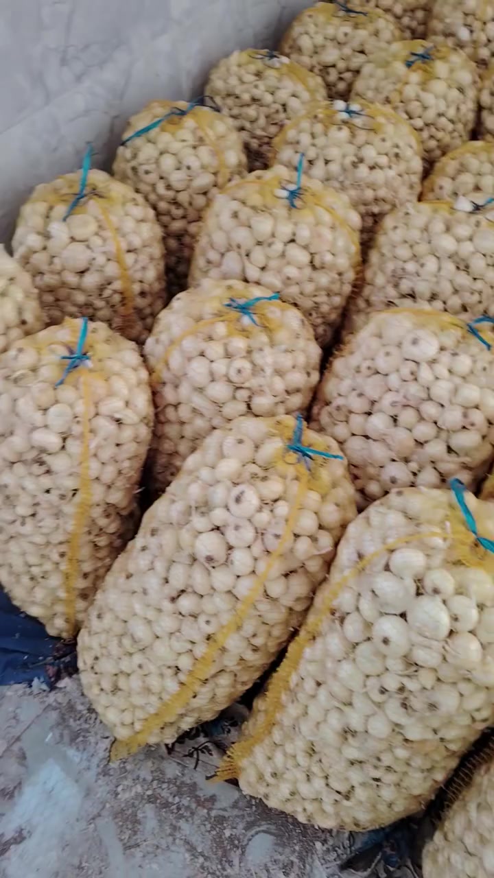 بصل حار العريب الجرخ ناعم فسقه متعهد بي لحد الشلاع بصل زيد ابن علي لا گريط ولا مال انبار تجي تشوفه بعينك يالله نشلع بعيداً عن جماعة الخبط المكان بابل منطقة الامام زيد بن علي *********** الفيديوات بالتعليقات
بصل حار العريب الجرخ ناعم فسقه متعهد بي لحد الشلاع بصل زيد ابن علي لا گريط ولا مال انبار تجي تشوفه بعينك يالله نشلع بعيداً عن جماعة الخبط المكان بابل منطقة الامام زيد بن علي
 ***********
سعر الوزنه 120
