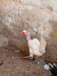 دجاج • دجاج للبيع • دجاج عربي • دجاج ام ركيبه • دجاجات • دجاج حي