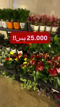 نباتات • هدية عيد الأم • مشتل سما الربيع