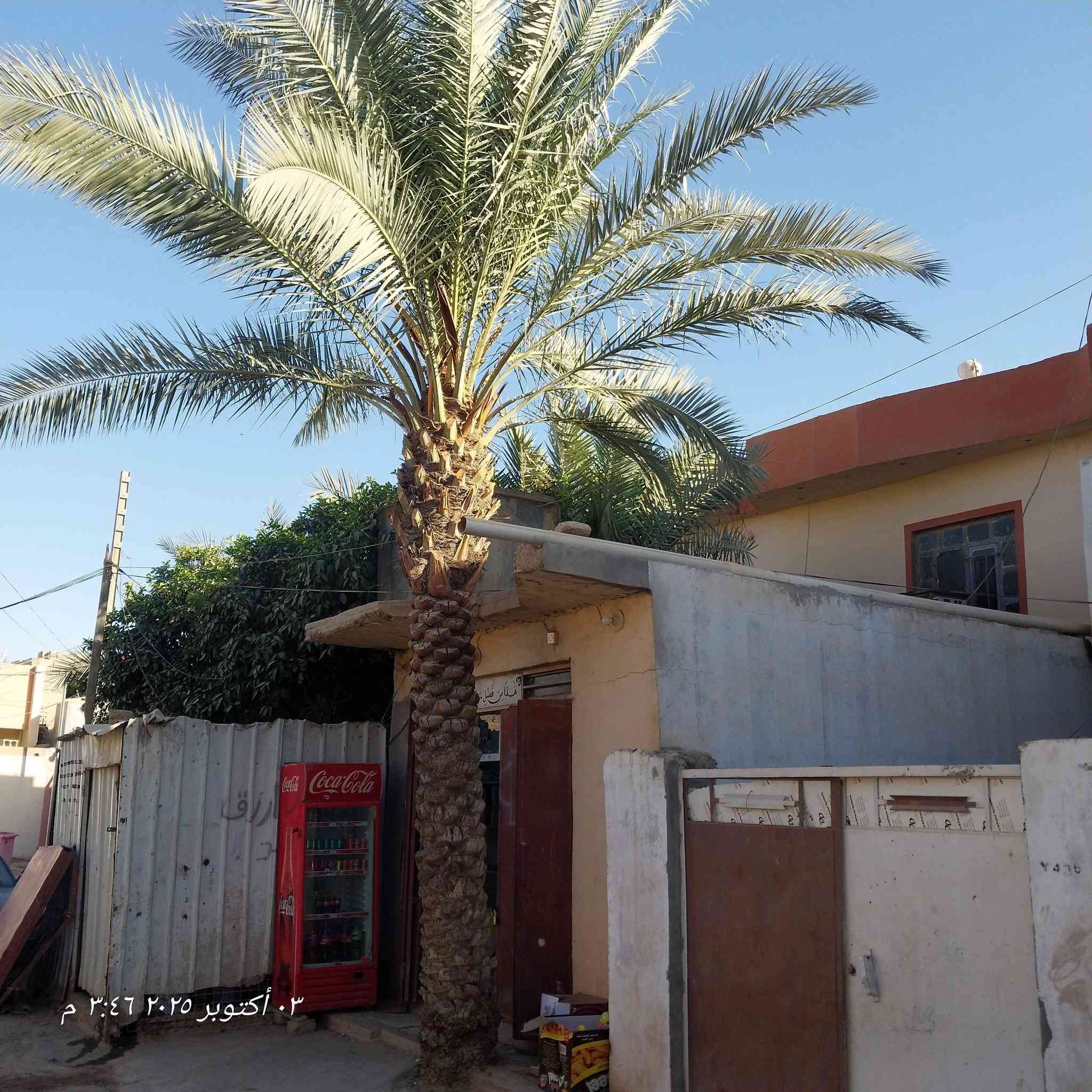 بيت البيع بحي صلاح الدين من جهت الفراز مساحة ٣١٠ متر بناء ٢٠٠٢الستفسار ***********
