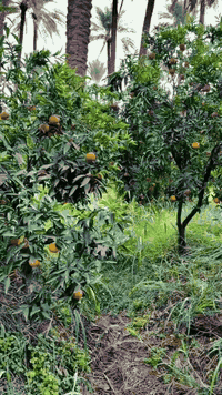 الحمد لله. أستغفرك اللهم ربي وأتوب إليك من كل ذنبٍ عضيم. اللهم صل على ...