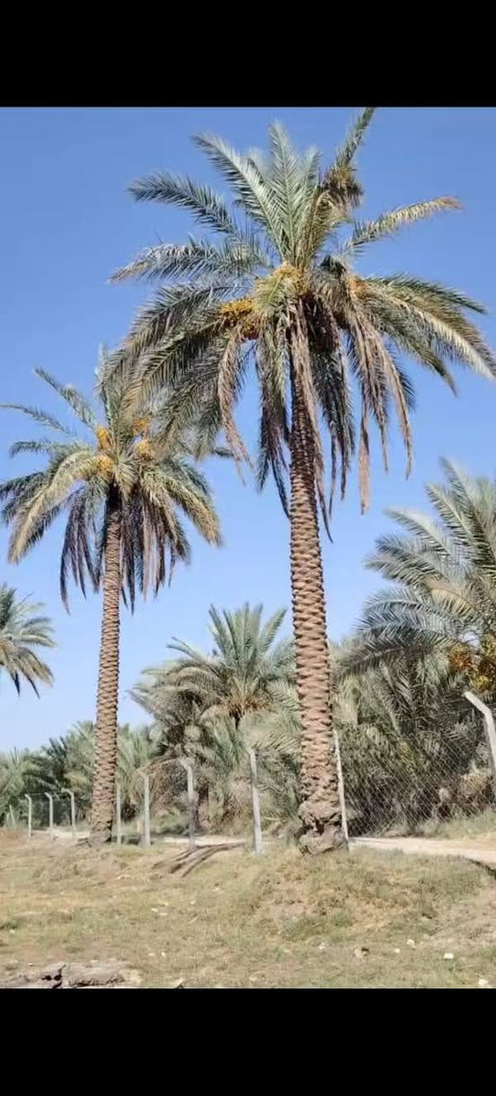 🌴 إعلان قطعة أرض زراعية للبيع – فرصة مميزة

📍 الموقع: أبي غرق – قرب العلوية شريفة، على طريق زوار المشاية، قرب حسينية سيد شاكر.

📐 المساحة: أقل من دونم
📏 الواجهة: 44 متر على الشارع (سنتر)

🌴 مواصفات الأرض:

أرض مربعة الشكل.

مزروعة بأكثر من 35 نخلة مثمرة.

خدمات كاملة متوفرة:

كهرباء

ماء إسالة

ماء سقي

موقع مميز وحيوي.

✨ مناسبة لـ:

بناء سكن خاص.

إنشاء مزرعة ترفيهية أو استراحة عائلية.

مشروع استثماري صغير.

📜 السند: 25 مداور جديد.

💰 السعر مميز جداً مقارنة بالموقع والمواصفات.

📞 للاستفسار والمعاينة يرجى الاتصال على الارقام التاليه 
***********
***********

اغتنم الفرصة لامتلاك أرض بموقع استراتيجي وخدمات متكاملة، مناسبة للسكن والاستثمار والترفيه. 🌴🏡✨ حلة, بابل
