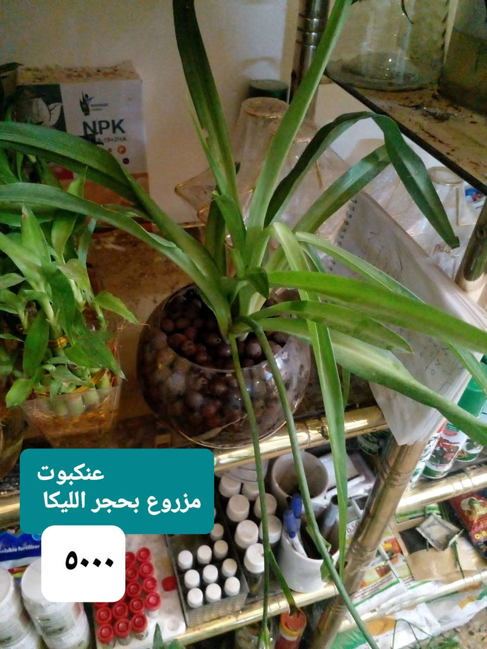 سلام عليكم ..
نباتات مزروعة بحجر ليكا داخل دوارق زجاجية ..
حجر ليكا تركي  درجة ممتازة ..
عصا موسى ديكور طابقين .

للحجز والإستفسار 
على المسنجر أو على الواتسآب 
***********.

وتتوفر ..
مستلزمات زراعية ...بتموس درجة ممتازة ...أسمدة Npk..يوريا .اب أردني ..مبيدات فطرية ..مجذرات..برلايت  ..احماض أمينية ..حصى ملون للزينة .
موقعنا ..
بغداد ..حي العدل ..شارع الأسواق المركزية ..مقتبل مدرسة الأرض السعيدة ..داخل قيصرية عباس أبو الحصة الغذائية ..
تتوفر خدمة توصيل .
