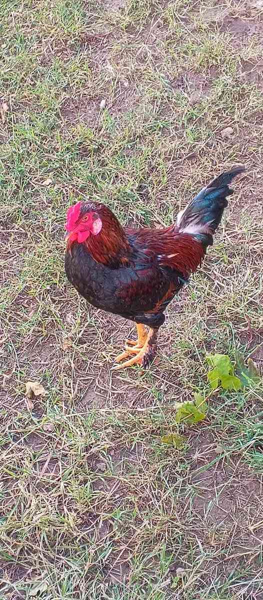 سكيبات تحمل اكثر من طنين سعره الواحده ب١٠
ديج عدد ٢ ب ٣٥
تنور خبز درجه اولي ٤٠ 
والبقيه مسعرات..
مسيب خلف السكه يوجد توصيل ايضا. غير متواجد ع فيس 
***********
