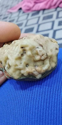 زوعه حيه البيع مستعجل السعر 200 الف قفل ربع ما ينزل وهذه مو سعرها بس م...