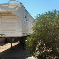 عربانة • تواير نص عمر • زينات