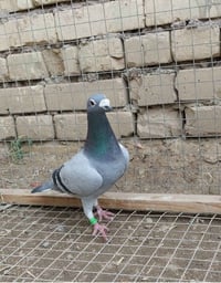 فحل • سلالة كارن بوكس • ميسان