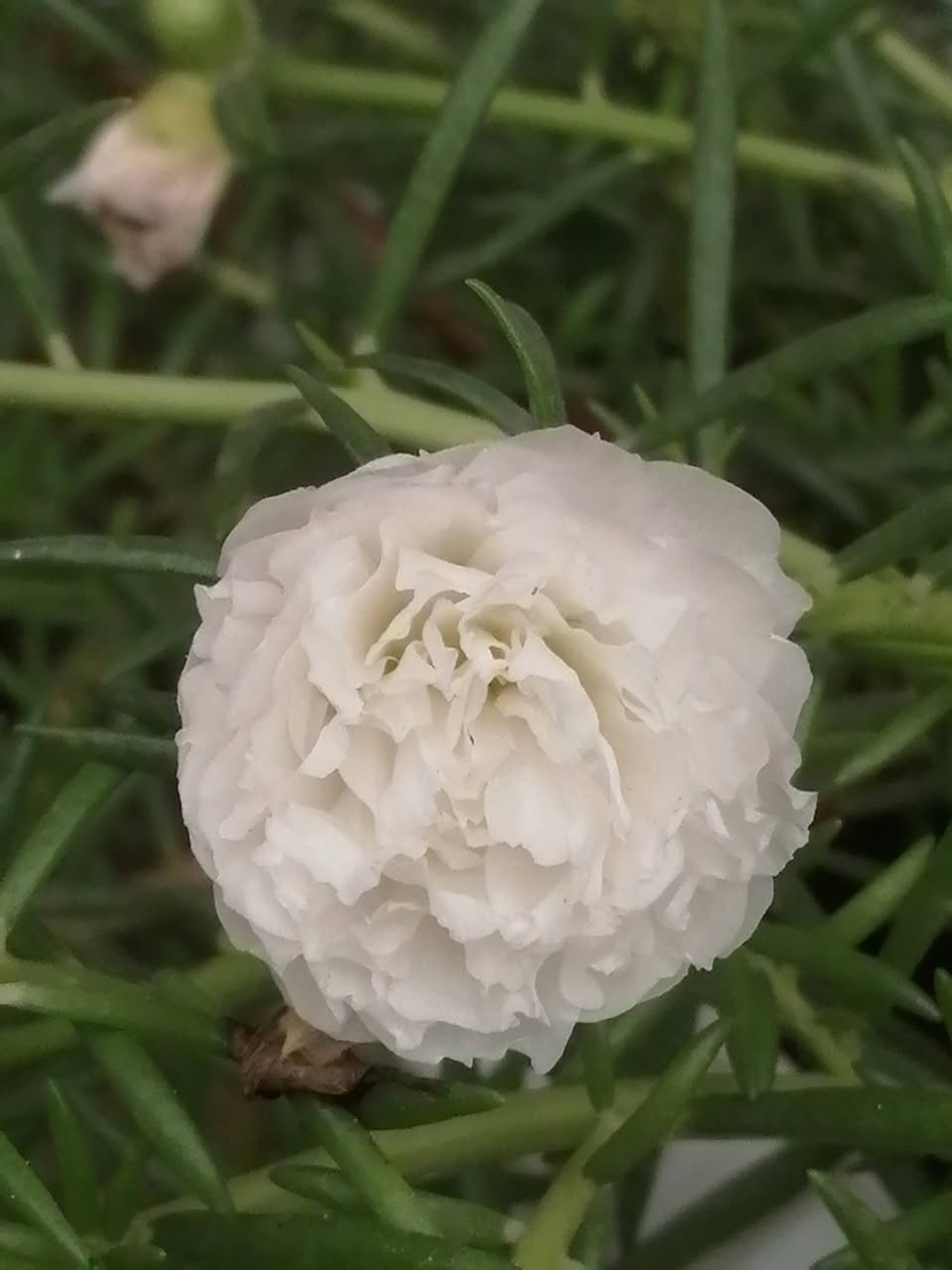 السلام عليكم ورد الصباح 8 الوان كل 20 غصن 5 الاف ويتوفر توصيل لكافة المحافظات 🌹💖


**إذا كنت صاحب هذا الإعلان وتريد حذفه لأي سبب، رجاءا أرسل رسالة إلى الدعم الفني**